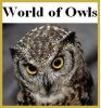 World of Owls Centre 1
